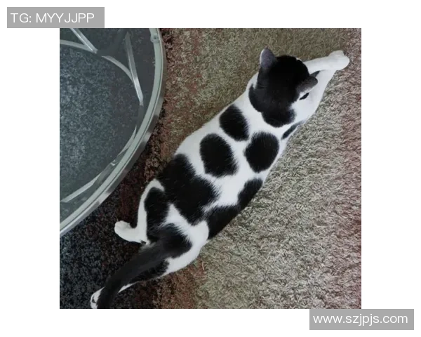 足球黑猫外号的由来与传奇故事揭秘，盘点那些与猫咪有关的足球明星